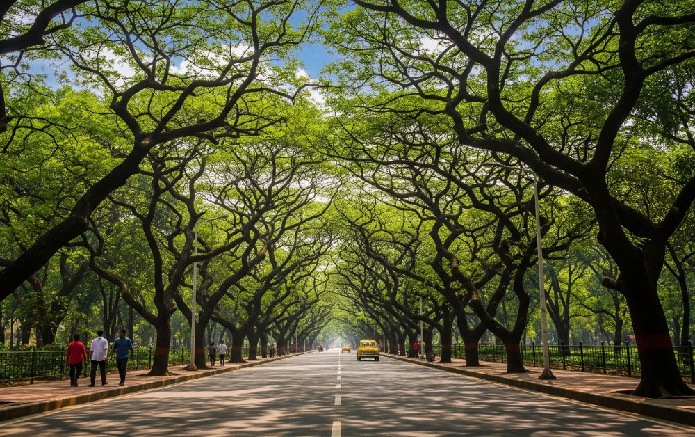 Local residents enjoying a peaceful morning walk under the green tree canopy of Southern Avenue
